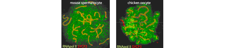 chromatindynamics