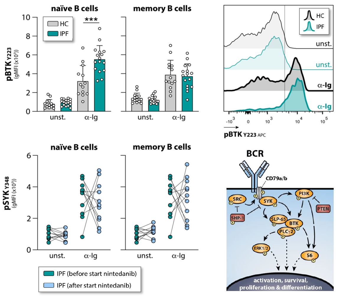 FIGURE 1 | Increased B cell receptor (BCR) signaling in patients with idiopathic pulmonary fibrosis (IPF) and effects of nintedanib