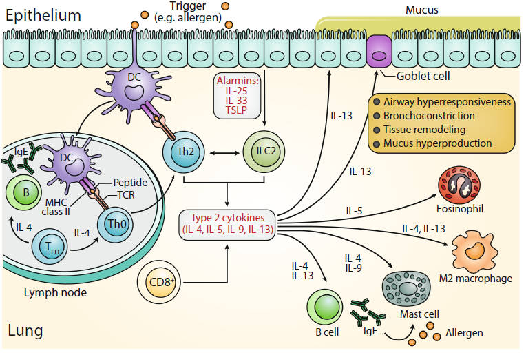 FIGURE 1 | Pathophysiology of type-2 asthma