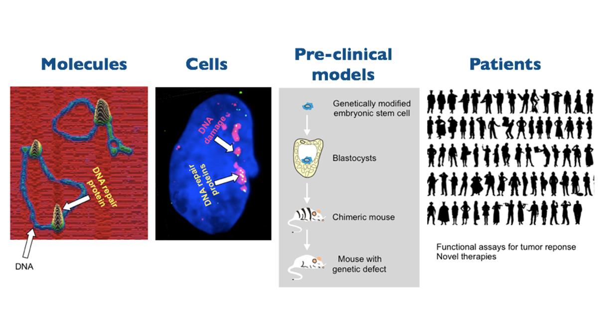 BMW-MG-Kanaar-Mechanisms-of-the-DNA-damage-response