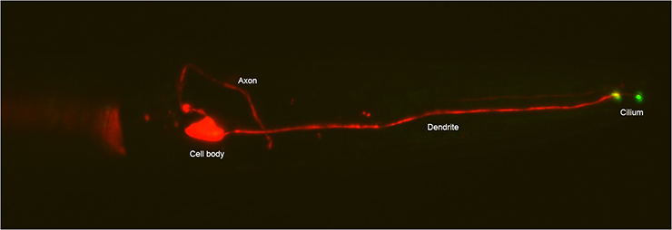 Jansen-ASE