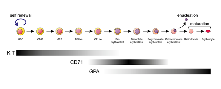 Philipsen-fig1