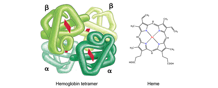 Philipsen-fig1