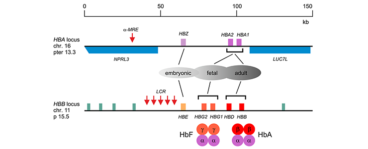 Philipsen-fig4