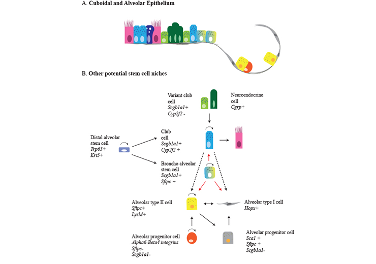 Rottier-fig6